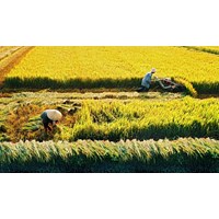 Thủ tục nộp tiền bảo vệ đất trồng lúa khi chuyển đổi từ đất chuyên trồng lúa nước sang mục đích phi nông nghiệp?