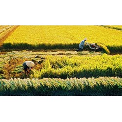 Thủ tục nộp tiền bảo vệ đất trồng lúa khi chuyển đổi từ đất chuyên trồng lúa nước sang mục đích phi nông nghiệp?