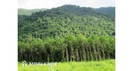 Đất rừng sản xuất là rừng tự nhiên được quản lý, sử dụng như thế nào?
