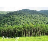 Đất rừng sản xuất là rừng tự nhiên được quản lý, sử dụng như thế nào?
