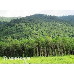 Đất rừng sản xuất là rừng tự nhiên được quản lý, sử dụng như thế nào?