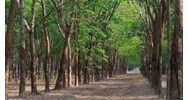 Đất 50 năm là gì? Đất 50 năm sau khi hết hạn có bị thu hồi không?