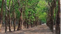 Đất 50 năm là gì? Đất 50 năm sau khi hết hạn có bị thu hồi không?