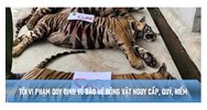 Tội vi phạm quy định về bảo vệ động vật nguy cấp, quý, hiếm Điều 244 BLHS