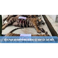 Tội vi phạm quy định về bảo vệ động vật nguy cấp, quý, hiếm Điều 244 BLHS