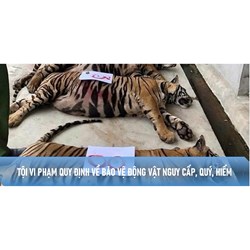Tội vi phạm quy định về bảo vệ động vật nguy cấp, quý, hiếm Điều 244 BLHS