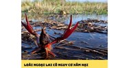 Tội nhập khẩu, phát tán các loài ngoại lai xâm hại Điều 246 BLHS