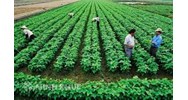 Bảng Khung giá đất trồng cây hàng năm gồm đất trồng lúa và đất trồng cây hàng năm khác?