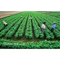 Bảng Khung giá đất trồng cây hàng năm gồm đất trồng lúa và đất trồng cây hàng năm khác?