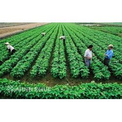 Bảng Khung giá đất trồng cây hàng năm gồm đất trồng lúa và đất trồng cây hàng năm khác?