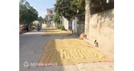Phơi thóc, lúa, rơm rạ trên đường cản trở giao thông có bị phạt?