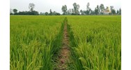 Mức phạt khi chuyển đất trồng lúa sang loại đất khác không xin phép?