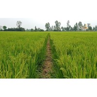 Mức phạt khi chuyển đất trồng lúa sang loại đất khác không xin phép?