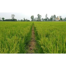 Mức phạt khi chuyển đất trồng lúa sang loại đất khác không xin phép?