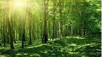 Đất rừng có được chuyển nhượng không?