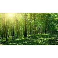 Đất rừng có được chuyển nhượng không?