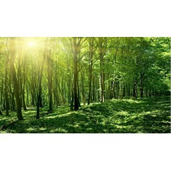 Đất rừng có được chuyển nhượng không?