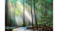 Chuyển đất rừng đặc dụng, đất rừng phòng hộ, đất rừng sản xuất là rừng trồng sang đất phi nông nghiệp không được cơ quan nhà nước có thẩm quyền cho phép thì bị xử phạt như thế nào?