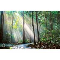 Chuyển đất rừng đặc dụng, đất rừng phòng hộ, đất rừng sản xuất là rừng trồng sang đất phi nông nghiệp không được cơ quan nhà nước có thẩm quyền cho phép thì bị xử phạt như thế nào?
