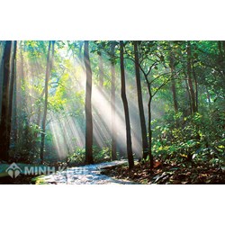 Chuyển đất rừng đặc dụng, đất rừng phòng hộ, đất rừng sản xuất là rừng trồng sang đất phi nông nghiệp không được cơ quan nhà nước có thẩm quyền cho phép thì bị xử phạt như thế nào?