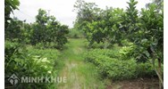 Thẩm quyền cấp phép, xử phạt chuyển đất trồng cây hàng năm khác?