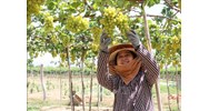 Mức phạt hành vi không đăng ký chuyển đổi cơ cấu cây trồng trên đất trồng lúa?