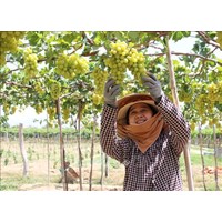 Mức phạt hành vi không đăng ký chuyển đổi cơ cấu cây trồng trên đất trồng lúa?