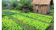 Việc xây nhà trên đất ao, vườn bị xử phạt như thế nào?