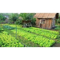 Việc xây nhà trên đất ao, vườn bị xử phạt như thế nào?