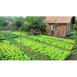 Việc xây nhà trên đất ao, vườn bị xử phạt như thế nào?