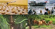 Quy định của pháp luật hiện hành về hợp đồng bảo hiểm nông nghiệp