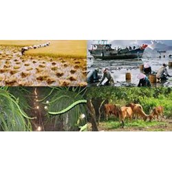 Quy định của pháp luật hiện hành về hợp đồng bảo hiểm nông nghiệp