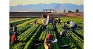 Có những loại hình bảo hiểm nông nghiệp nào theo quy định pháp luật hiện hành?
