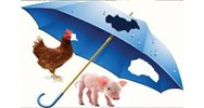 Hồ sơ, trình tự, thủ tục chi trả phí bảo hiểm nông nghiệp được hỗ trợ từ ngân sách nhà nước