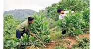 Các hình thức sử dụng đất của tổ chức kinh tế trong nước?
