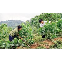 Các hình thức sử dụng đất của tổ chức kinh tế trong nước?