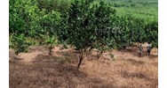 Giá đền bù đất trồng cây lâu năm khi nhà nước thu hồi đất?