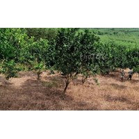 Giá đền bù đất trồng cây lâu năm khi nhà nước thu hồi đất?