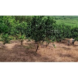 Giá đền bù đất trồng cây lâu năm khi nhà nước thu hồi đất?