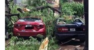 Cây đổ đè chết người, thiệt hại tài sản thì ai phải bồi thường?