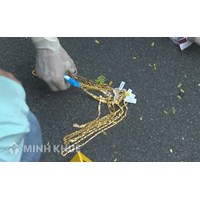 Người dân nhặt được vàng từ vụ cướp nên làm gì?