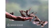 Phóng sinh là gì? Ý nghĩa của việc phóng sanh rằm tháng 7