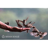 Phóng sinh là gì? Ý nghĩa của việc phóng sanh rằm tháng 7