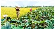 Cho phép chuyển nhượng đất trồng lúa khi không sản xuất nông nghiệp?