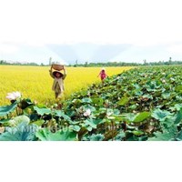 Cho phép chuyển nhượng đất trồng lúa khi không sản xuất nông nghiệp?