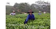 Thủ tục đăng ký nhãn hiệu tại tỉnh Phú Thọ
