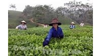 Thủ tục đăng ký nhãn hiệu tại tỉnh Phú Thọ