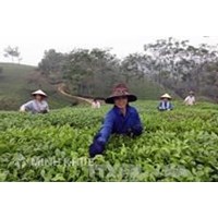 Thủ tục đăng ký nhãn hiệu tại tỉnh Phú Thọ