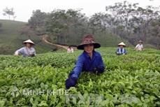 Thủ tục đăng ký nhãn hiệu tại tỉnh Phú Thọ