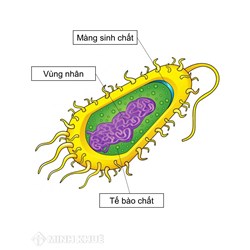Vùng nhân của tế bào vi khuẩn có đặc điểm gì?